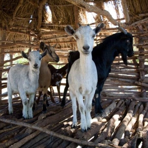 Plan International goats